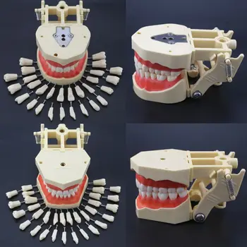Frasaco AG3 Type Dental Restorative Prep Модель Typodont 28/32 шт Съемных зубов